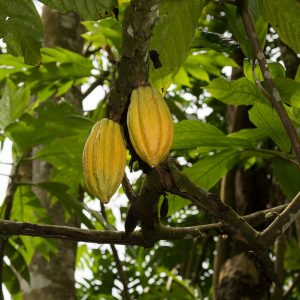 São Tomé et Príncipe, l’Île Chocolat