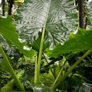 São Tomé et Príncipe, l’Île Chocolat