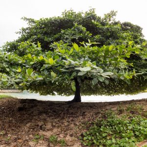 São Tomé et Príncipe, l’Île Chocolat