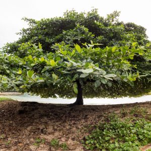 São Tomé et Príncipe, l’Île Chocolat