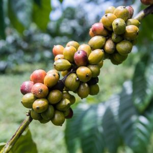 São Tomé et Príncipe, l’Île Chocolat